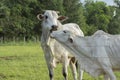 Bull and Nellore cow side by side next to the fence in a farm during sunset Royalty Free Stock Photo