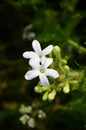 Bull nettle