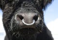 Bull with nose ring Royalty Free Stock Photo