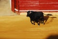 Bull in plaza de toros in Spain. Royalty Free Stock Photo