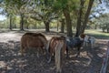 Bull and Ponies. Royalty Free Stock Photo