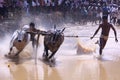 Bull race