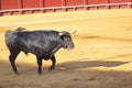 A Bull is ready to fight. Royalty Free Stock Photo