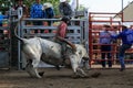 Bull rider Royalty Free Stock Photo