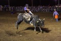 Bull riding cowboy Royalty Free Stock Photo