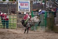 Bull riding cowboy at rodeo