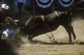 Bull Riding, Earl Warren Fairgrounds, Fiesta Rodeo, Stock Horse Show, Santa Barbara Old Spanish Days, CA Royalty Free Stock Photo