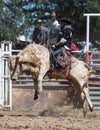 Bull Riding Fun Royalty Free Stock Photo