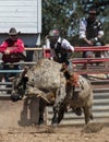 Bull Riding Fun Royalty Free Stock Photo