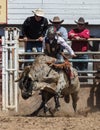 Bull Riding Fun Royalty Free Stock Photo