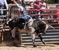 Bull Riding Saturday