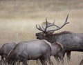 Bull rocky mountain elk bugling