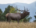 Bull rocky mountain elk bugling
