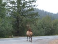 Bull Roosevelt Elk crossing road Royalty Free Stock Photo