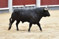 Bull in spain with big horns