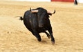 Bull running in spanish bullring Royalty Free Stock Photo