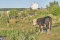 Bull on rural backyard with grain elevator in background Royalty Free Stock Photo