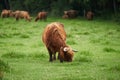 Bull of rural primitive scottish highland breed grazing on the meadow. Royalty Free Stock Photo