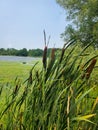 Bull Rushes at Shakespeare Pond Royalty Free Stock Photo