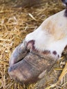 Bull`s hoof on straw Royalty Free Stock Photo