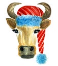 Bull with Santa Claus hat, christmas watercolor illustration Royalty Free Stock Photo