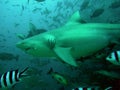 Bull Shark