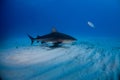 Bull shark Bahamas Bimini