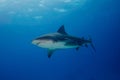 Bull shark Bahamas Bimini Royalty Free Stock Photo