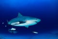 Bull shark in the blue ocean background Royalty Free Stock Photo