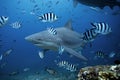 bull shark, carcharhinus leucas, Beqa lagoon, Fiji Royalty Free Stock Photo