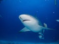 Bull shark Royalty Free Stock Photo