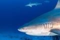 Bull shark while ready to attack while feeding Royalty Free Stock Photo