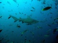 Bull shark and fish