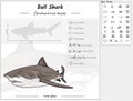 Bull shark infographic template