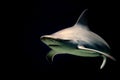 Bull shark jaws ready to attack at night isolated on black Royalty Free Stock Photo