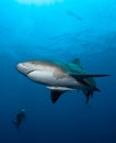 Bull shark in Mozambique Royalty Free Stock Photo