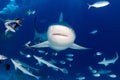 Bull shark while ready to attack while feeding Royalty Free Stock Photo