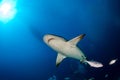 Bull shark while ready to attack while feeding Royalty Free Stock Photo