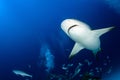 Bull shark while ready to attack while feeding Royalty Free Stock Photo