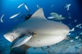 Bull shark while ready to attack while feeding Royalty Free Stock Photo