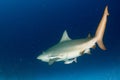 Bull shark while ready to attack while feeding Royalty Free Stock Photo