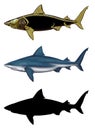 Bull shark set side view illustration realistic isolate art. Royalty Free Stock Photo