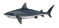 Tiger shark Bull shark side view illustration realistic isolate art.