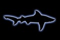 Bull Shark Silhouette Royalty Free Stock Photo