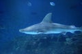 Bull shark swimming around with fish Royalty Free Stock Photo