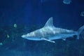 Bull shark swimming around with fish Royalty Free Stock Photo