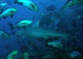 Bull shark and tropical fish