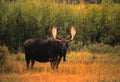 Bull Shiras Moose Royalty Free Stock Photo