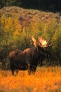 Bull Shiras Moose Royalty Free Stock Photo