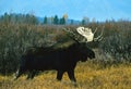 Bull Shiras Moose